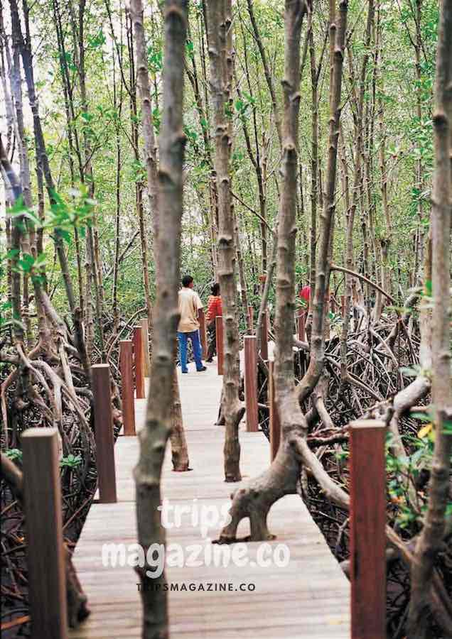 เส้นทางเดินศึกษาธรรมชาติในป่าชายเลน ของศูนย์ศึกษาธรรมชาติป่าชายเลนอ่าวคุ้งกระเบน ท่าใหม่ จันทบุรี