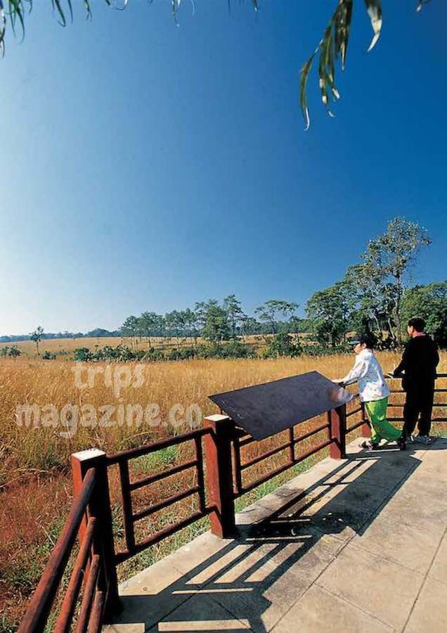 ลานดุสิตา ชมวิวทุ่งหญ้า ดอกไม้ป่า และป่าสนสมบูรณ์สุดสายตา ในทุ่งนางพญา เป็นจุดชมพระอาทิตย์ขึ้นที่สวยงามได้ด้วย อุทยานแห่งชาติทุ่งแสลงหลวง พิษณุโลก เพชรบูรณ์