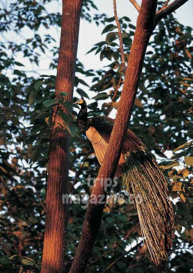 นกยูงตามธรรมชาติของป่าดอยภูนาง พะเยา