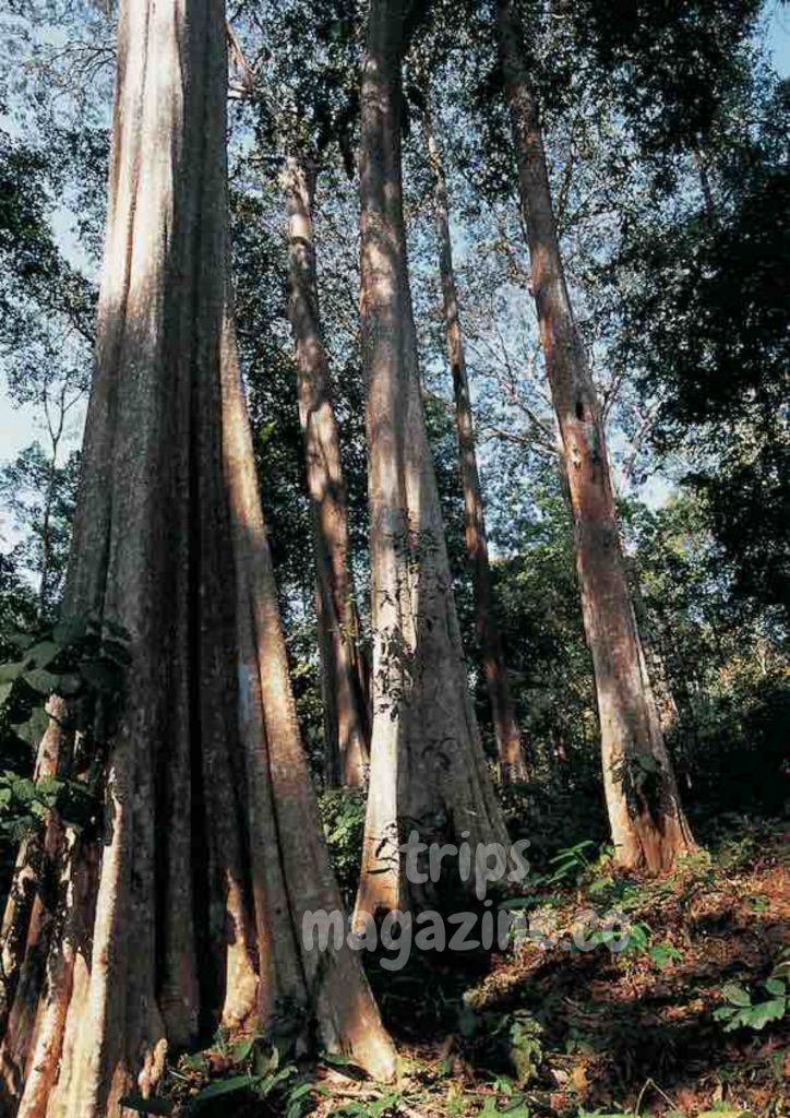 ป่าตะแบกที่ใหญ่ที่สุดของไทย อุทยานแห่งชาติแม่ยม แพร่