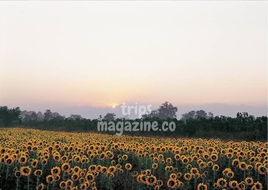 ทุ่งทานตะวันที่อุทยานแห่งชาติดอยภูนาง พะเยา