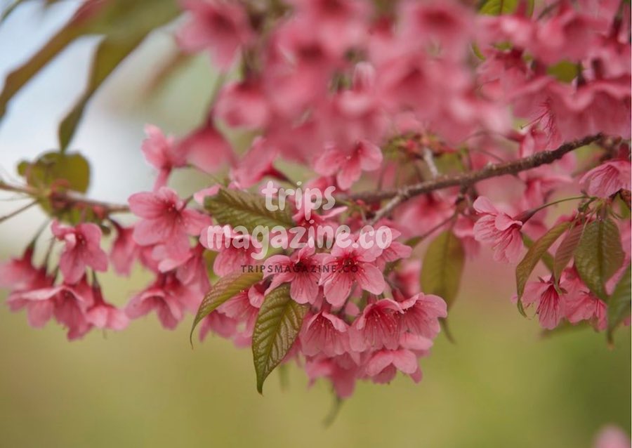 ชื่อวิทยาศาสตร์ prunus cerasoides ชื่อสามัญ Wild Himalayan Cherry ดอกพญาเสือโคร่ง หรือซากุระเมืองไทย