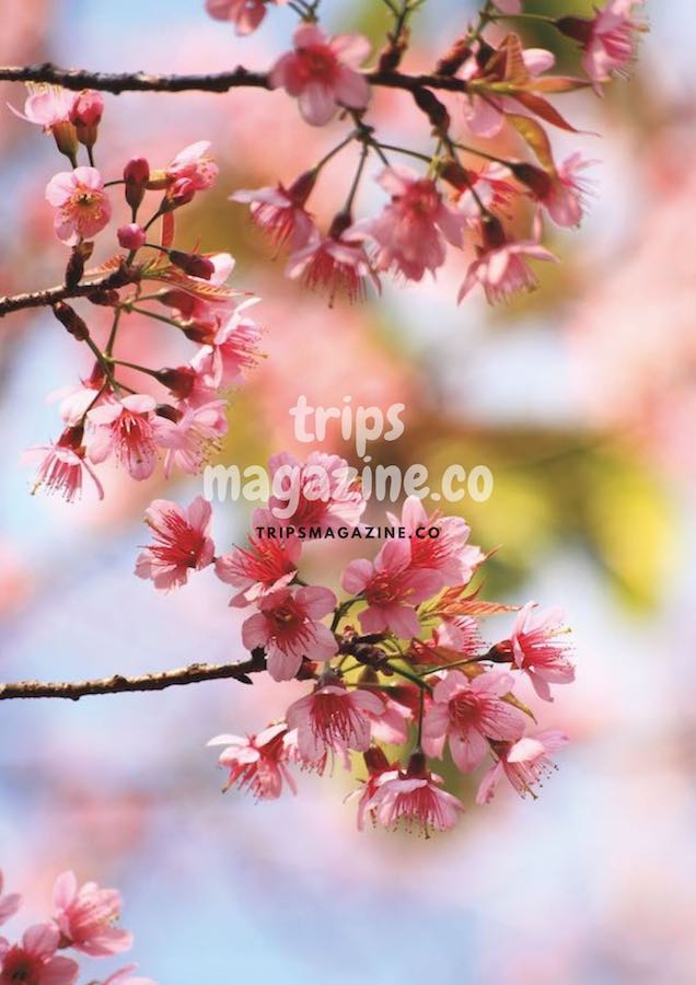 พวงช่อดอกพญาเสือโคร่ง หรือซากุระเมืองไทย ชื่อวิทยาศาสตร์ prunus cerasoides ชื่อสามัญ Wild Himalayan Cherry