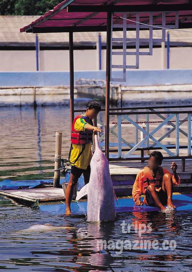 โอเอซิส ซีเวิลด์ oasis sea world สถานเพาะเลี้ยงและอนุรักษ์โลมาของทะเลไทย มีการแสดงของโลมาให้นักท่องเที่ยวชม แหลมสิงห์ จันทบุรี